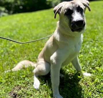 Photo of Buck