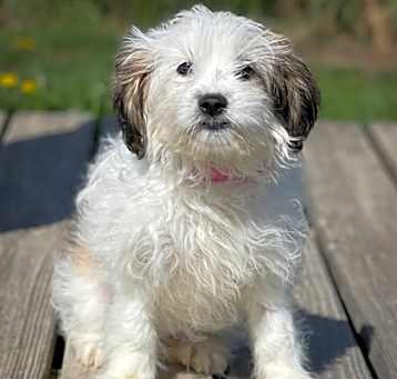 Photo of Mabel