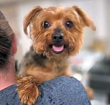 Photo of BENTLEY & Roxie - Bonded Pair
