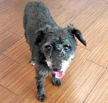Photo of STRAY NOT AVAILABLE