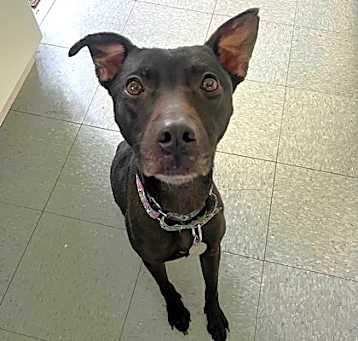 Photo of Estrella