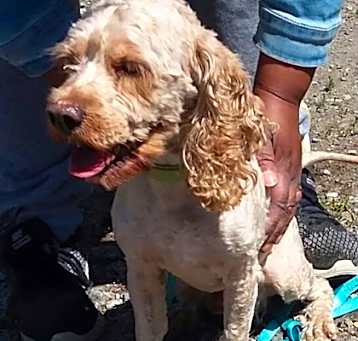 Photo of Rocko
