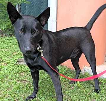 Photo of Coal