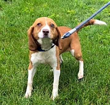 Photo of Angie - At shelter available 5/12