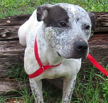 Photo of Ace