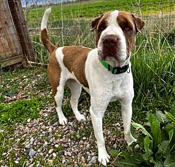 Photo of Rosie (Brue)