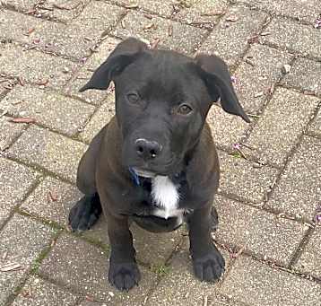 Photo of Ranger
