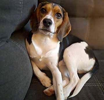 Photo of Stella