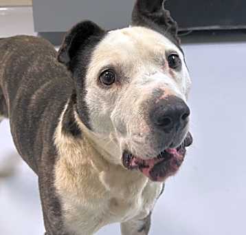 Photo of Harvey