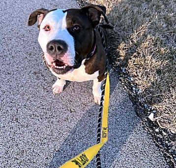 Photo of Stella