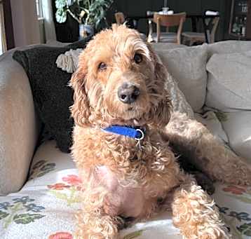 Photo of Bentley