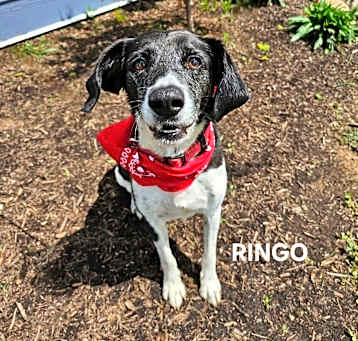 Photo of Ringo