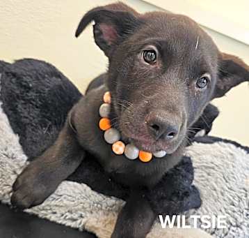 Photo of Wiltsie