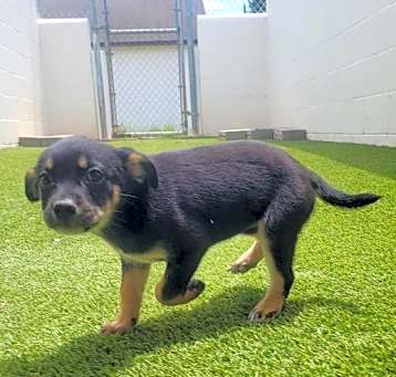 Photo of Buttercup 2433