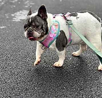 Photo of Porkie (Porky)