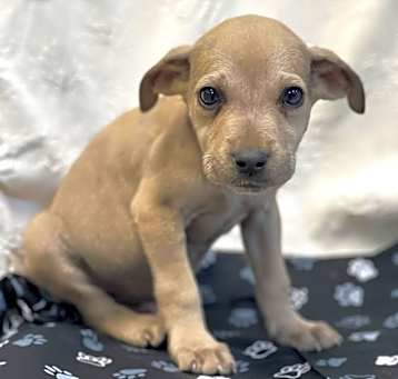 Photo of Maverick
