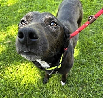Photo of Stella
