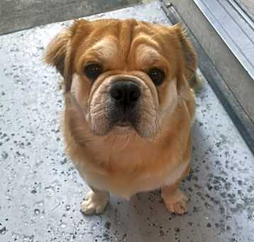 Photo of Hachi