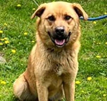 Photo of Biscuit