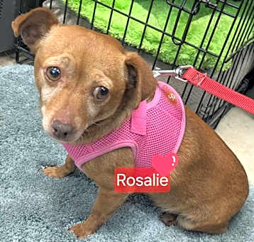 Photo of Rosalie