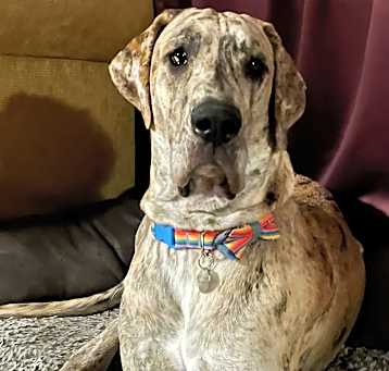 Photo of Howdy