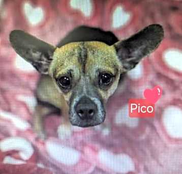 Photo of Pico