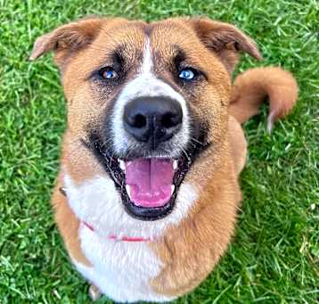 Photo of Dixie