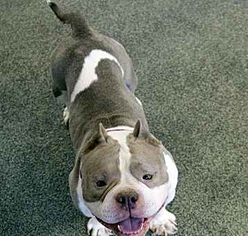 Photo of PEBBLES