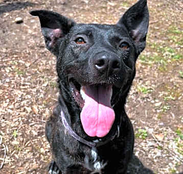 Photo of Roxy