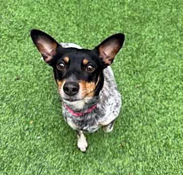 Photo of Pepper Bonded to Benny