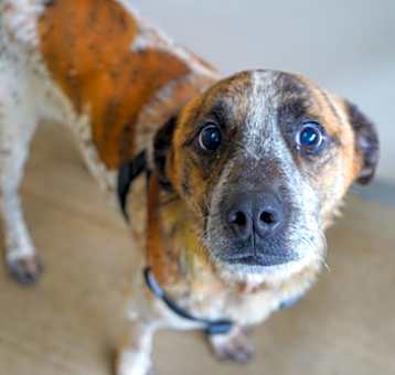 Photo of Ajax - HW+~slow & short walks