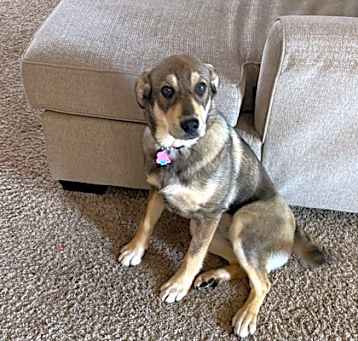 Photo of Willow