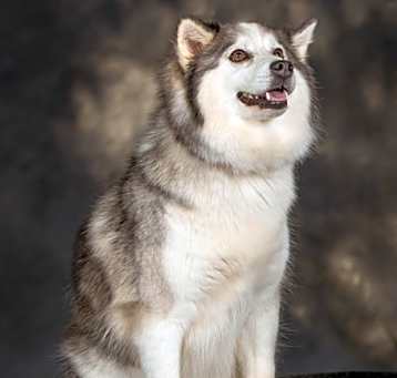 Photo of Bella