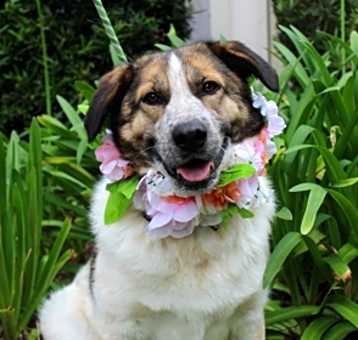 Photo of Rosemary