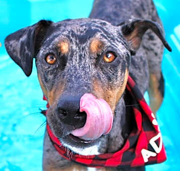 Photo of Apollo