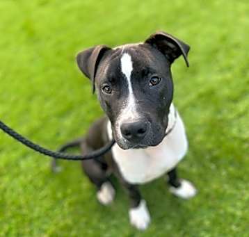 Photo of Deputy Dawg - 3