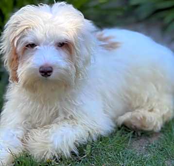 Photo of Milou