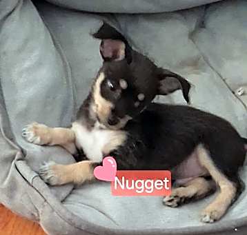 Photo of Nugget