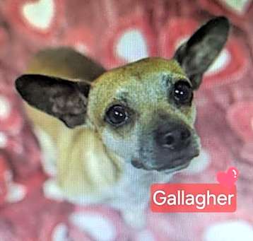 Photo of Gallagher
