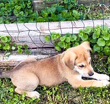 Photo of Buster