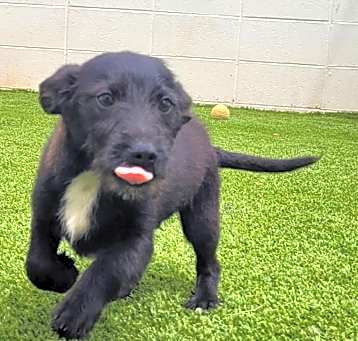Photo of Cola 3314