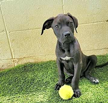 Photo of Squirt 1737