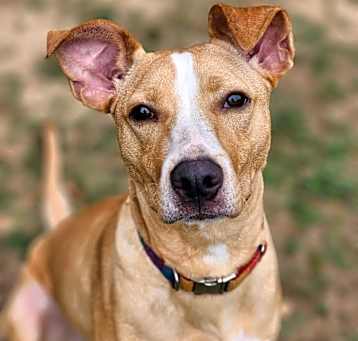 Photo of Boone