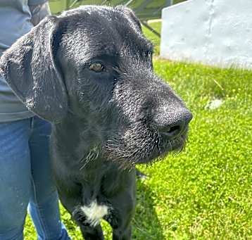 Photo of Loki