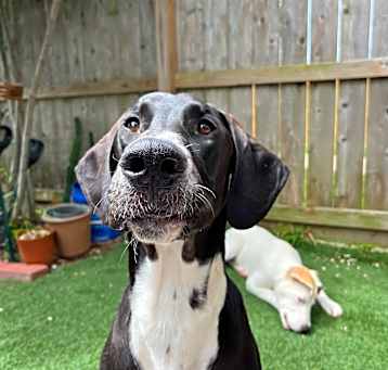 Photo of Smokey Joe