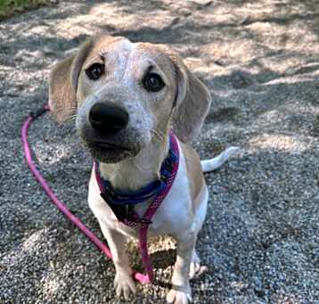 Photo of Shiloh