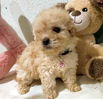 Photo of Honey