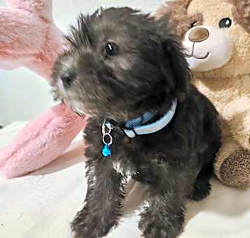 Photo of Hachi