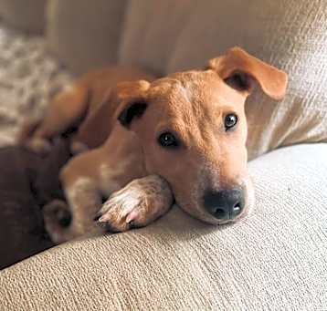 Photo of Romeo