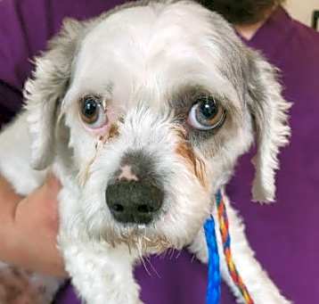 Photo of Summer *Adopt or Foster*